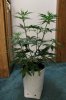GIRL SCOUT COOKIES_7-23-13 2.jpg