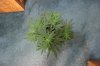 BLUE DREAM_7-23-13 1.jpg