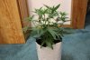 BLUE DREAM_7-23-13 2.jpg