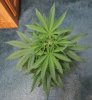 SUPER SILVER HAZE_7-23-13 1.jpg