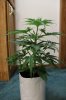 SUPER SILVER HAZE_7-23-13 2.jpg