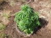 BB x NL (auto) (46) . .jpg