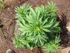 BB x NL (auto) (46) .. .jpg