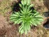 Frisian Dew (photo) (46) .. .jpg