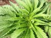 Frisian Dew (photo) (46) ... .jpg