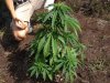 Jack herer (auto) (46) . .jpg