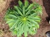 Jack Herer (auto) (46) .. .jpg