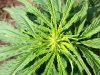 Jack Herer (auto) (46) ... .jpg
