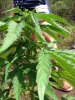 Jack Herer (auto) (46) .... .jpg