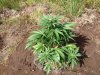 Rapid Afghan (auto) (46) . .jpg