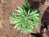 Rapid Afghan (Auto) (46) .. .jpg
