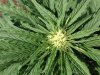 Rapid Afghan (auto) (46) ... .jpg