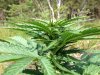 Rapid Afghan (auto) (46) .... .jpg