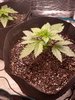 Critical Purple Auto-Flowering Feminized