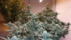 100_1473.JPG