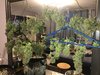 One Plant, 122g Yield, 135W LED - Lessons Learned