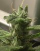 Purple Gorilla Wk 12 - 1.jpeg