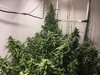 Purple Gorilla Wk 12 - 2.jpeg