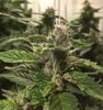Purple Gorilla Wk 12 - 3.jpeg