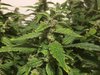 Purple Gorilla Wk 12 - 4.jpeg