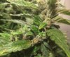 Purple Gorilla Wk 12 - 5.jpeg