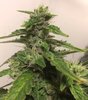 Purple Gorilla Wk 12 - 6.jpeg