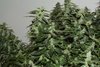 Purple Gorilla Wk 12 - 7.jpeg