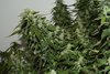 Purple Gorilla Wk 12 - 8.jpeg