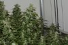 Purple Gorilla Wk 12 - 11.jpeg