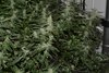 Purple Gorilla Wk 12 - 12.jpeg