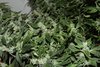Purple Gorilla Wk 12 - 13.jpeg