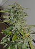 Purple Gorilla Wk 12 - 15.jpeg