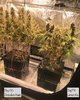 Day 74 and 67, Future potential harvest date 14th June.