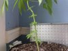 bare stem.jpg