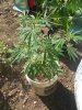 20130719_171053.jpg