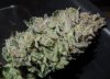 Dutch Passion 025.jpg