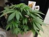bushy.jpg