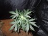 DSCN6009.jpg