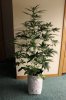 AUTO MOBY DICK_7-28-13 1.jpg