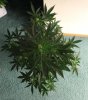 AUTO MOBY DICK_7-28-13 2.jpg