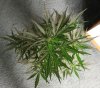 AUTO CHEESE_7-28-13 2.jpg