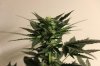 AUTO GREEN POISON_7-28-13 2.jpg