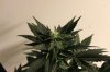 AUTO GREEN POISON_7-28-13 3.jpg