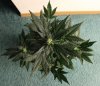 AUTO GREEN POISON_7-28-13 4.jpg