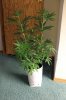 GIRL SCOUT COOKIES_7-28-13 1.jpg