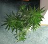 GIRL SCOUT COOKIES_7-28-13 2.jpg