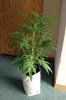 SUPER SILVER HAZE_7-28-13 1.jpg