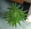 SUPER SILVER HAZE_7-28-13 2.jpg
