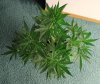 BLUE DREAM_7-28-13 2.jpg