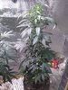 IMG_20210617_114549485.jpg